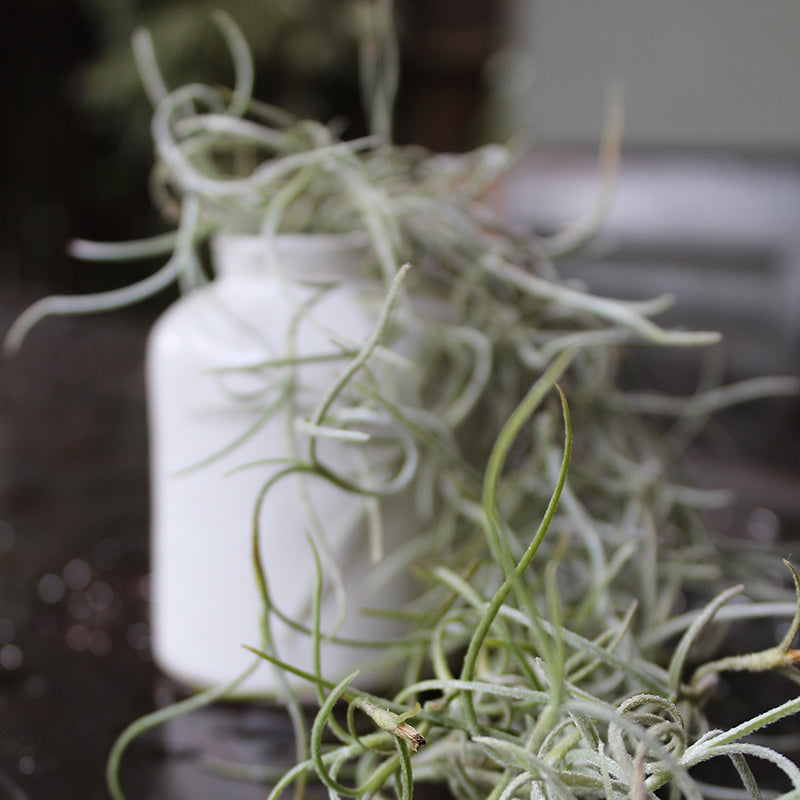 Small Ceramic Handmade Pot - White Speckle