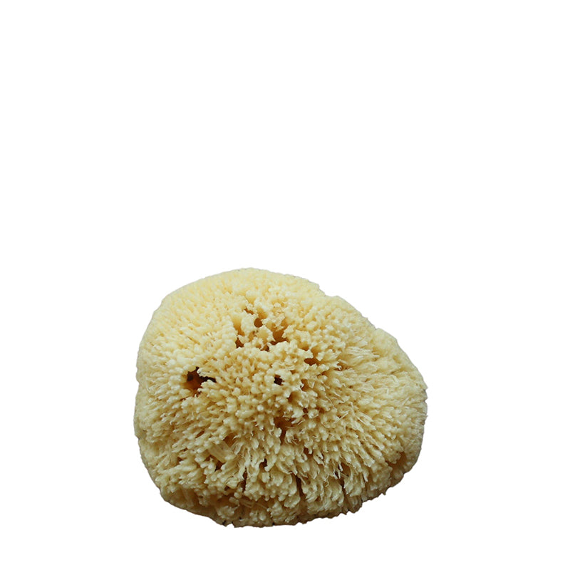 Natural Sea Sponge